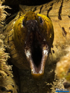 Yellow Moray Eel
Canon Powershot S100 
Fisheye Fix S100... by Irwin Ang 
